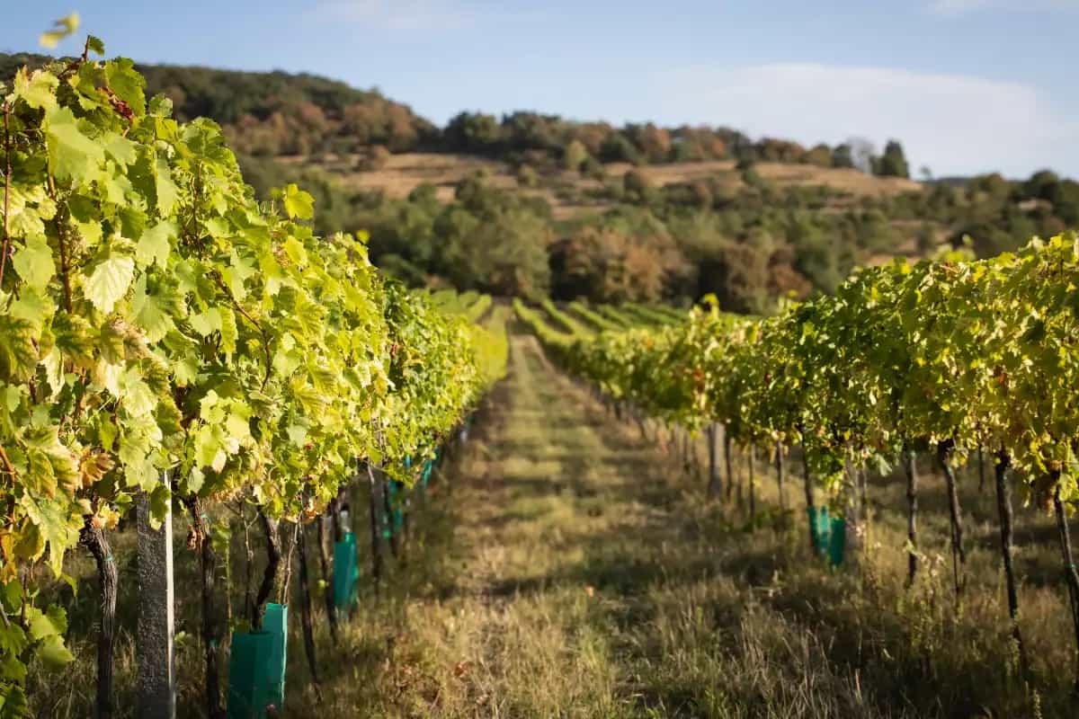 Rodinné vinárstvo Putec